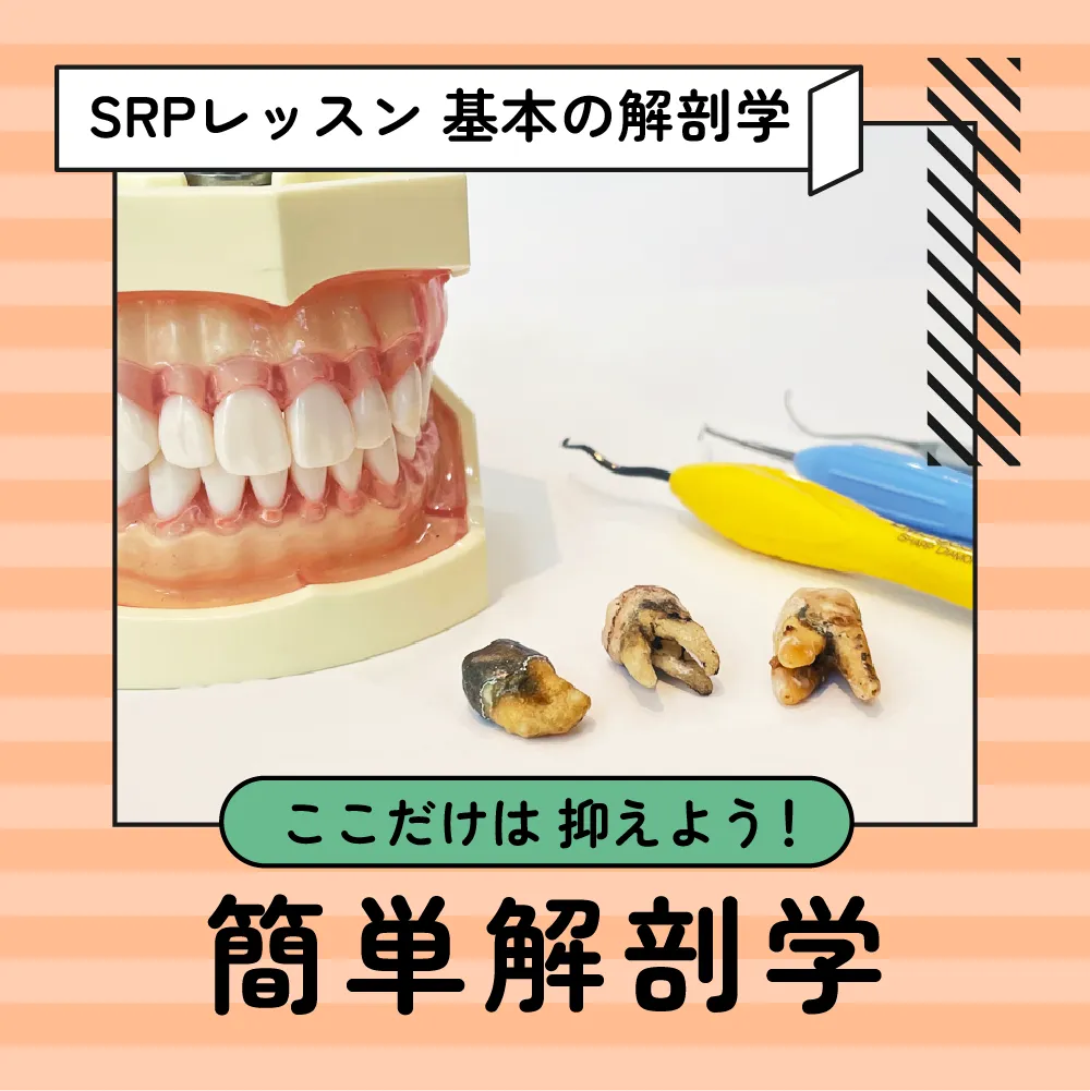 SRPレッスン 基本の解剖学